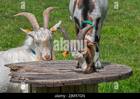 Two goats and milk goat climbed on platform in grassland at petting zoo / children's farm Stock Photo