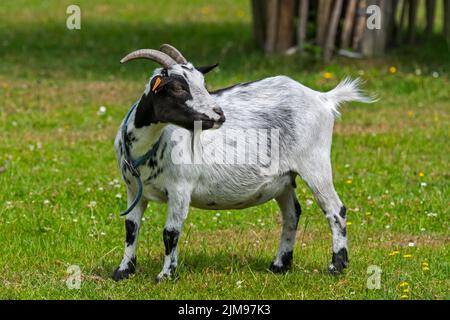 Domestic goat at petting zoo / children's farm Stock Photo