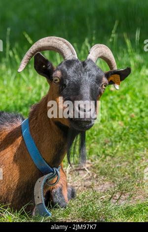 Domestic goat at petting zoo / children's farm Stock Photo
