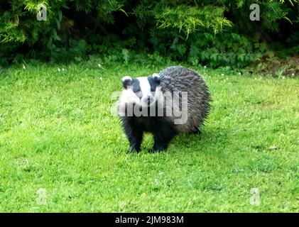 Badger, Meles meles, at Symonds Yat, Herefordshire, England Stock Photo