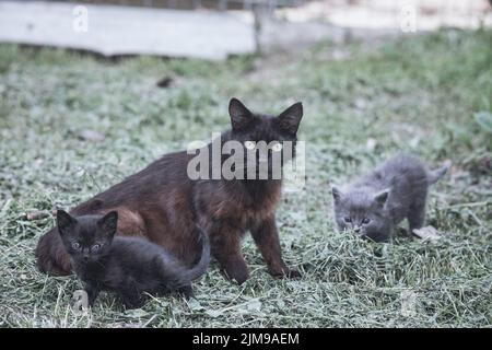 Cat with her two kittens together in the garden Stock Photo