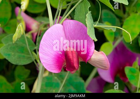Lathyrus latifolius, Everlasting Sweet Pea Stock Photo