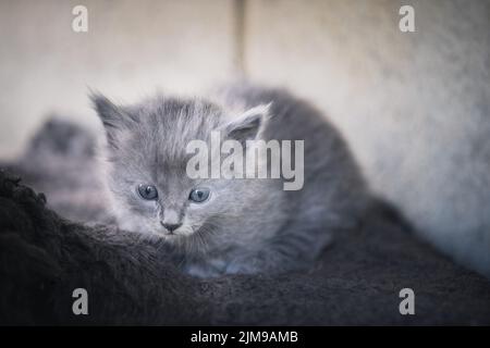 Grey kitten Stock Photo