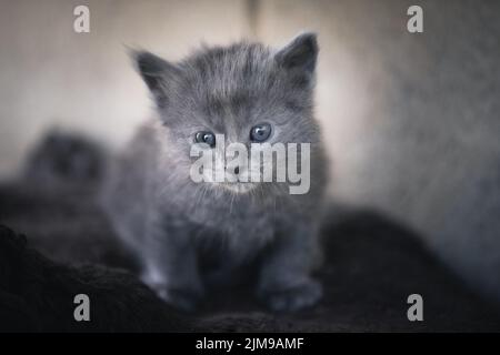 Grey kitten Stock Photo