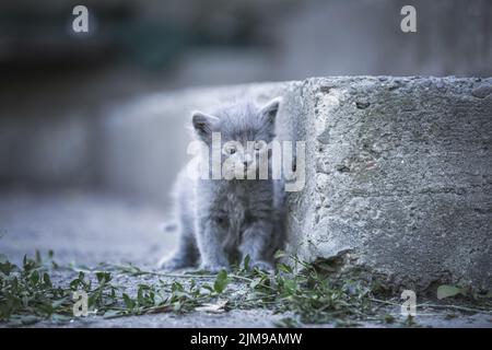 Grey kitten Stock Photo