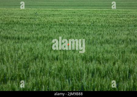 A single poppy flower in the middle of the green wheat field in Czech Republic Stock Photo