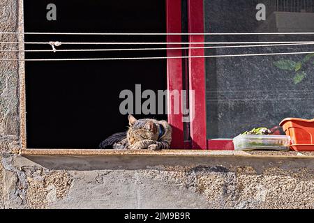 Tabby cat sleeping on windowsill and sunbathe during quarantine of coronavirus. Stay home and stay safe concept Stock Photo