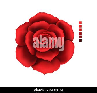 Rose hand drawing and mesh colored. A blossoming rosebud. Vector illustration. Stock Vector