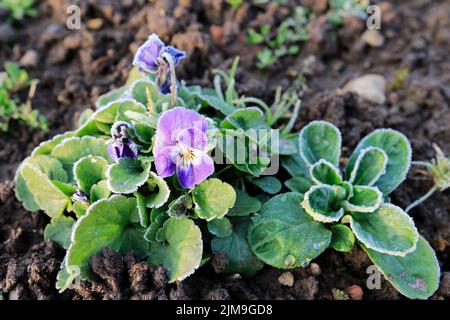 Corn salad (Valerianella locusta) and horned violet (Viola cornuta) in the garden with hoar frost. Stock Photo