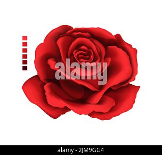 Rose hand drawing and mesh colored. A blossoming rosebud. Vector illustration. Stock Vector