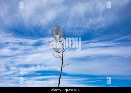 Lonely tree isolated against blue sky with white fluffy clouds Stock Photo
