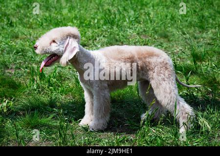 Bedlington terrier Stock Photo