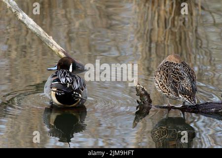 Rare winter visitor, a Northern Pintail pair (Anas acuta) in South-Baden. Stock Photo