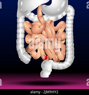 Intestines. Realistic flat vector illustration of small and large ...