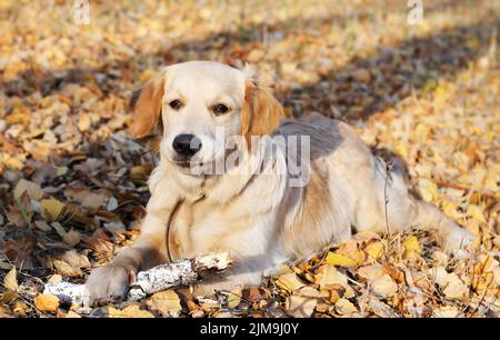 Young Golden Retriever dog laying on autumn leaves Stock Photo