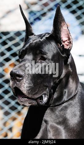 Black Great Dane Dog outdoor portrait over blurry background Stock Photo