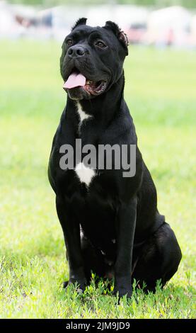 Cane Corso dog sitting on green grass Stock Photo