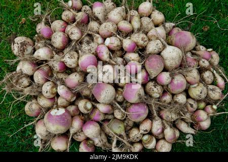 Brassica rapa subsp., turnip Stock Photo
