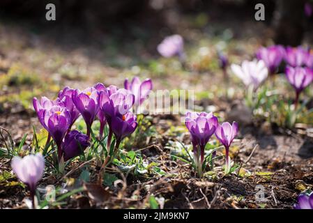 Beautiful crocuses spring first oniony. Group of blooming purple flowers, good for greeting postcard. Stock Photo