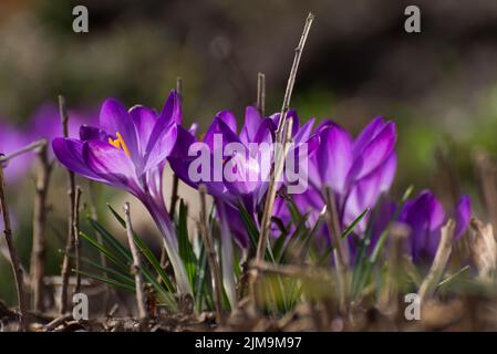 Beautiful crocuses spring first oniony. Group of blooming purple flowers, good for greeting postcard. Stock Photo