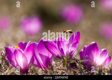 Beautiful crocuses spring first oniony. Group of blooming purple flowers, good for greeting postcard. Stock Photo