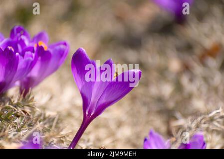 Beautiful crocuses spring first oniony. Group of blooming purple flowers, good for greeting postcard. Stock Photo