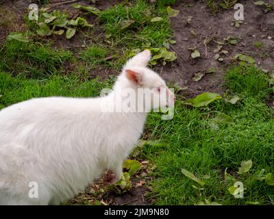 Albino Wallaby in profile against a grassy background Stock Photo