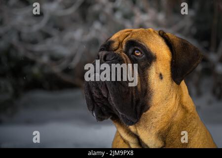 CLOSE UP PORTRAIT OF A LARGE BULLMASTIFF LOOKING LEFT AND UP IN THE PHOTO WITH A BEAUTIFUL EYE AND A LIGHT BLURRED OUT BACKGROUND ON MERCE Stock Photo