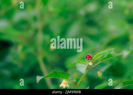A close-up shot of a small red ladybug sitting on a tree leaf, on a blurry background Stock Photo