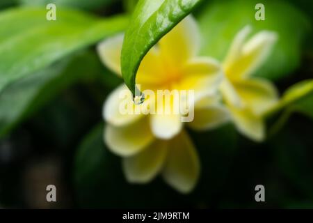 Exotic flowers from tropical countries .Yellow white Plumeria blossom on branch with green leaves. Beautiful rare plants. Stock Photo