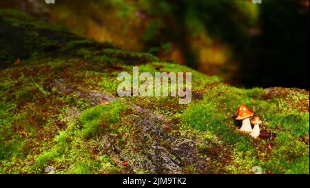 Tiny mushrooms growing out of a fallen log and moss. Stock Photo