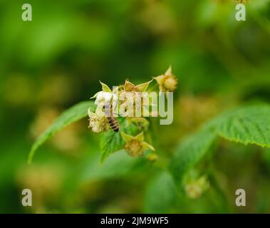 One small bee pollination flower on raspberry cane Stock Photo