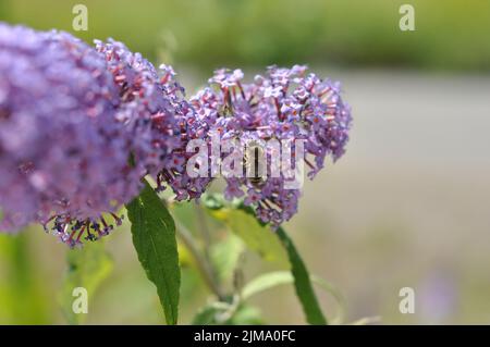 A closeup of a bee on a blooming purple Buddlea, butterfly bush. Stock Photo