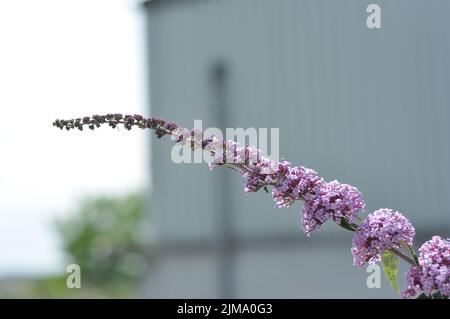 A closeup of blooming purple Buddlea, butterfly bush. Stock Photo