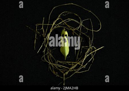 dry leaf decompose look like ghost face structure with grass circle on black background Stock Photo