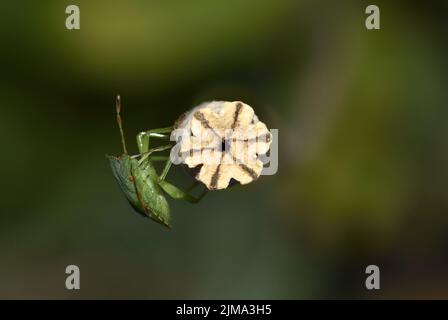 Common Green Shield Bug / Green Stink Bug (Palomena prasina) nymph / immature on the seed head of a Spanish poppy Stock Photo