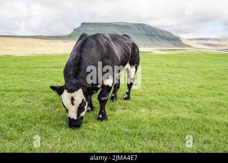 Well muscled bull grazing in a field below Pen-y-Ghent, a 2000 ft (plus) peak in the Yorkshire Dales National Park. Stock Photo
