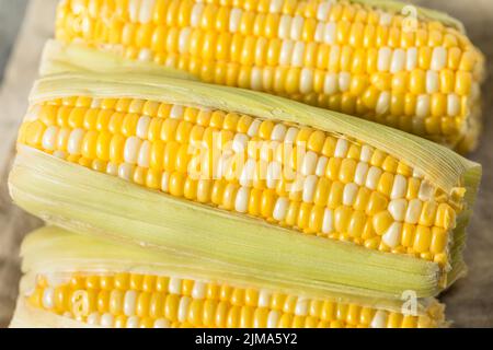 Raw Organic Yellow Sweet Corn on the Cob Ready to Cook Stock Photo
