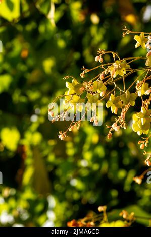 Timoho Tahongai, guest tree (Kleinhovia hospita), known as Timoho (Java ...