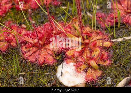 Close-up of a red rosetted sundew species (Drosera sp.) taken in natural habitat on the Bokkeveld Plateau in the northern Cape of South Africa Stock Photo