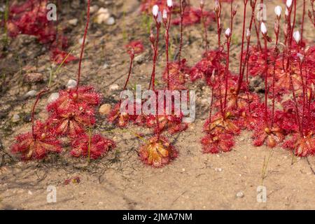 Carnivorous plant: Sundew (Drosera sp.) with flower stalks in natural habitat in the Northern Cape of South Africa