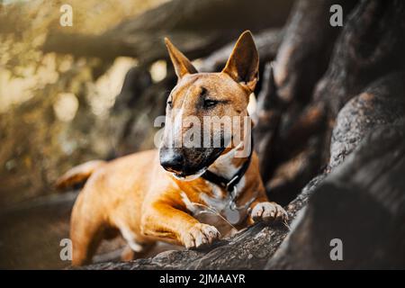 A cute ginger bull terrier puppy stands with its front paws on the old large roots of a pine tree on an autumn day. A pet and a walk in the woods. Stock Photo