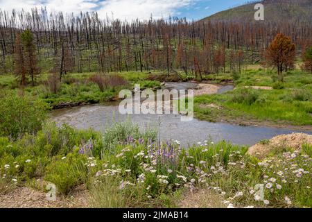 Grand County, Colorado - Wildflowers growing along a Willow Creeknearly two years after the East Troublesome Fire. The fire was one of the largest in Stock Photo