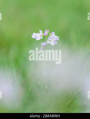 Cuckooflower or Lady's Smock (Cardamine pratensis) in flower in a meadow in spring in the South West of England. Stock Photo