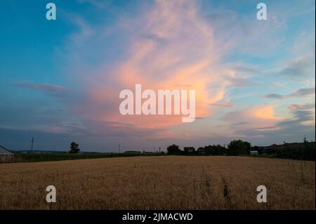 Storm cloud over wheat fields is illuminated pink by the setting sun Stock Photo