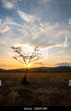 The sun sets behind a lonely tree in the landscape of Transylvania Stock Photo
