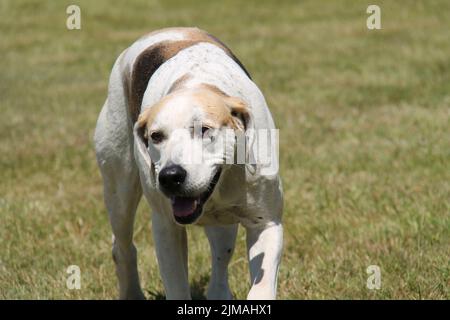 The Great Face of a Foxhound Hunting Dog. Stock Photo