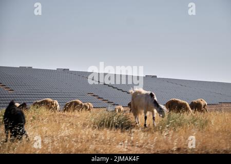 Selective focus photo of grassing sheeps and solar panels background in agricultural field. Renawable energy concept idea. Stock Photo