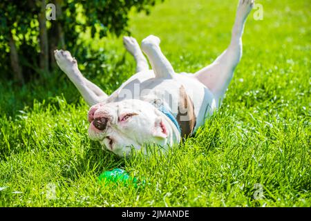 White American Bully dog male with toy outside on green grass. Stock Photo