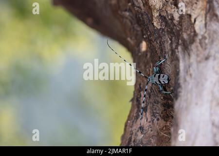 blue insect with long feelers, Rosalia alpina, Longhorn beetle,  Rosalia longicorn. Stock Photo